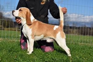 Beagle male for sale