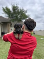 2 male puppies for sale