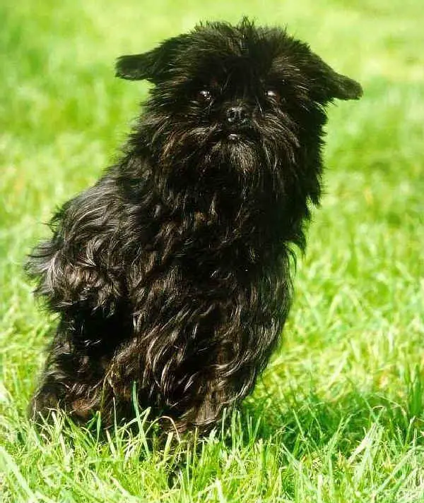 Affenpinscher pictures gallery, Affenpinscher photos and pictures, Affenpinscher pictures gallery hd, Affenpinscher photo gallery, Images of Affenpinscher 