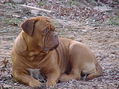 High quality Dogue De Bordeaux photo, Photos of Dogue De Bordeaux , Baby Dogue De Bordeaux pictures, Baby Dogue De Bordeaux pictures