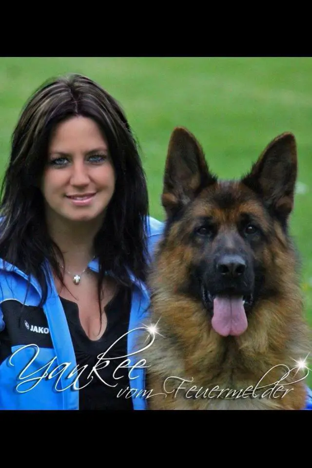 German Shepherd Dog Sieger Show German Shepherd Dog Sieger Show