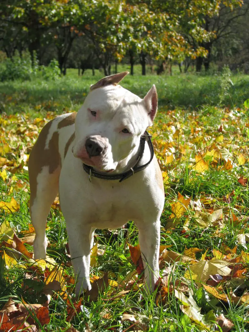 nux vomica for dogs valoroso nux vomica nux vomica for dogs valoroso nux vomica