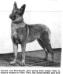 Lorette von Ahrenstedt (From a 1918 Vanity Fair Article, where she was reported to have passed after going reserve from the puppy class at the New Yo