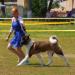 american akita ALL FOR ALMIGHTY BEFORE HEAVEN (SIMMET), 9 months old