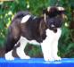 american Akita VIVIAN ALL MY STAR (ALL FOR ALMIGHTY kennel) - www.amakitakennel.com - 7 weeks