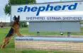 Shepherd. German Shepherd!