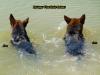 Arex training swimming with his friend LORIE VON T