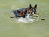 Arex training swimming with his friend LORIE VON T