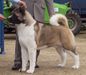 UK CH Rossimon Norfolk And Chance With Minioso