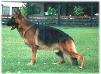 Polo vom Schloss Runding