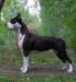 Scouthound Karoline