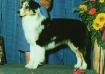 ATCH AKC/ASCA CH Moonlight's Made In The Shade