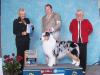GCH AKC CH Bayshore Milwin Frequent Flyer