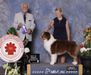 AKC GCH, ASCA CH, UKC CH LK Michigan’s Playing With Fire
