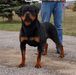 Eryx From Pantheon Rottweilers