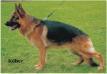 Torro vom Baronenwald