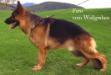Fero vom Wallgraben ED-1