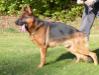 Jasko de Intercanina