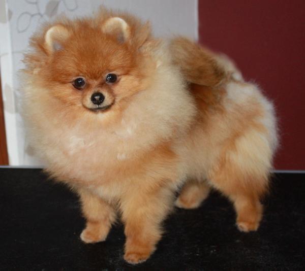 pomeranian pedigree database next highlight of maja s pomeranian world pomeranian pedigree database next highlight of maja s pomeranian world