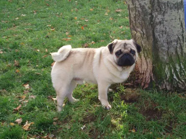 pug pedigree database caillet s perlin destiny of one pug pedigree database caillet s perlin destiny of one