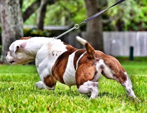 buff dogs musclefreaks buff dogs musclefreaks