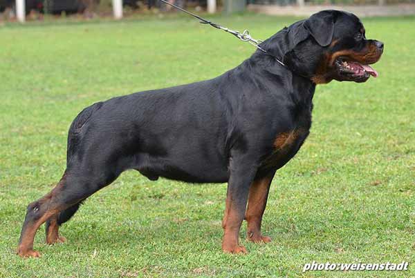 rottweiler forums rottweiler forum dogs in our photo rottweiler forums rottweiler forum dogs in our photo
