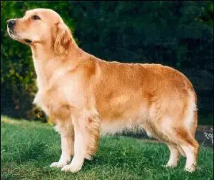 golden retriever pedigree database stanroph sailor boy golden retriever pedigree database stanroph sailor boy