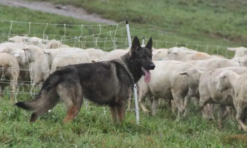 Aries vom ShepherdGate