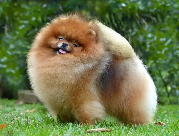 pomeranian pedigree database ac dynasty works pako pomeranian pedigree database ac dynasty works pako