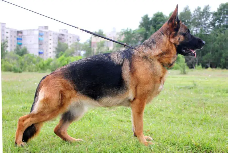 Ziglinde Gelezinis Vilkas Ziglinde Gelezinis Vilkas