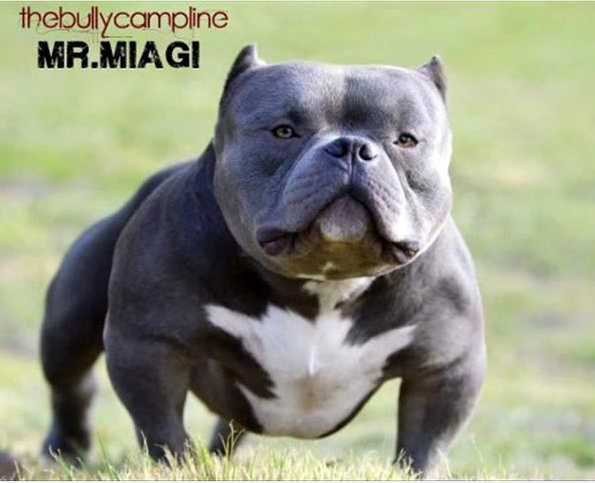 Mr Miyagi Bully Thebullycampline mr . miagi Mr Miyagi Bully Thebullycampline mr . miagi