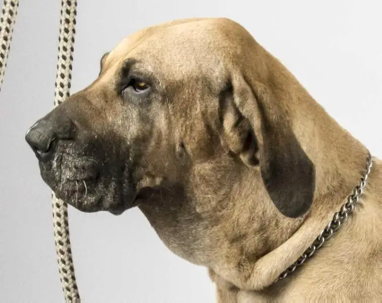 fila database fila brasileiro fila database fila brasileiro