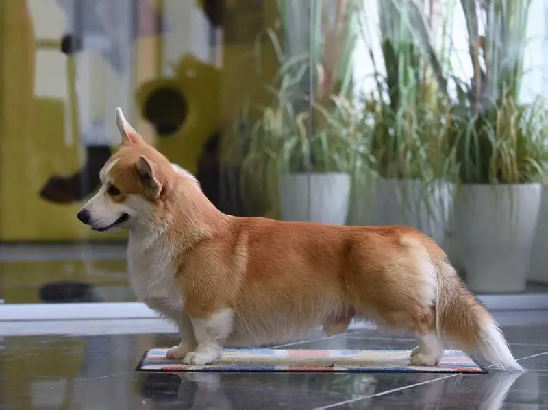 Style Life Don Corleone Style Life Don Corleone