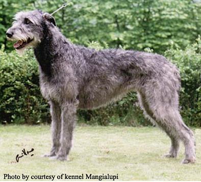 Pedigree - FÉINICS Irish Wolfhounds
