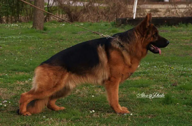 NWKL-SG1 BSZS (AUT), JKL-SG10 BSZS (D) Dingo di Casa Mary (II) ROI14/124039
