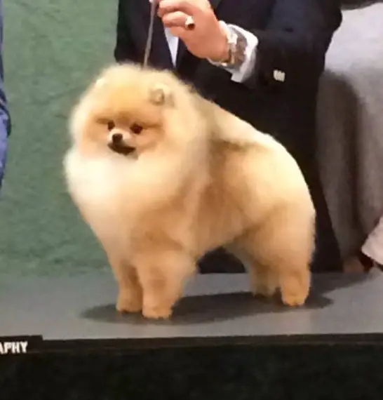 starfire pomeranians starfire s firecracker starfire pomeranians starfire s firecracker