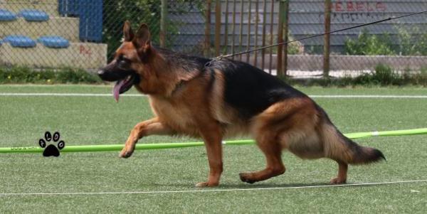 JR. WORLD WINNER FCI 2015 - SG 4 BSZS 2015 - SG1 SAS 2015 Cora del Sito Reale