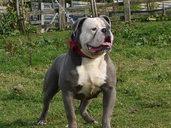 Viagra for dogs