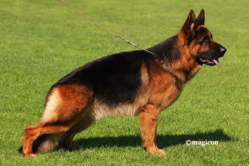 SG1 Bolt del Colle Guasco