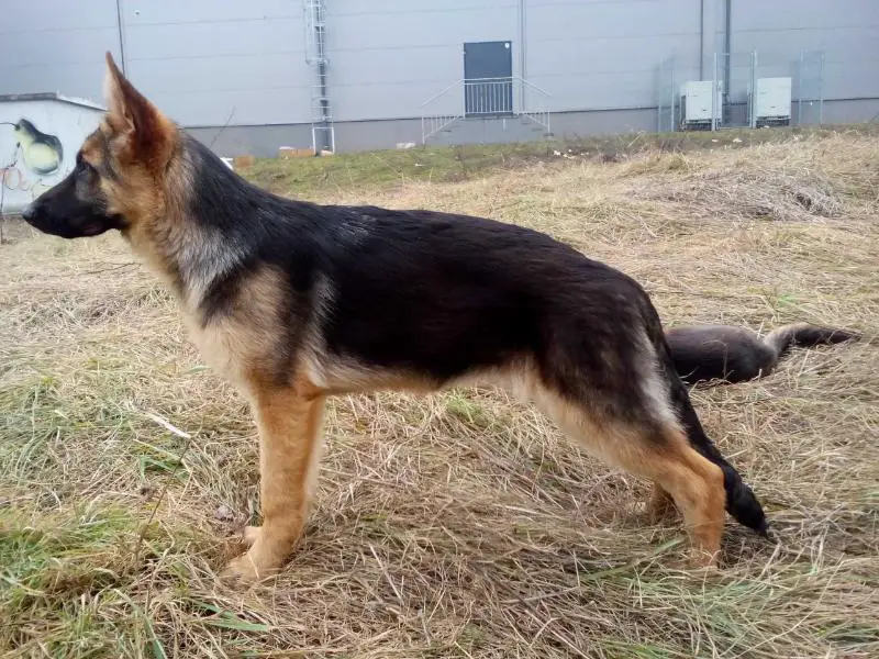 Qvena v.d. Alexander Qvena v.d. Alexander