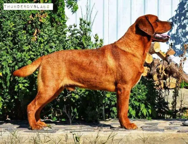 pedigree database caramel boy od himalajskeho cedru