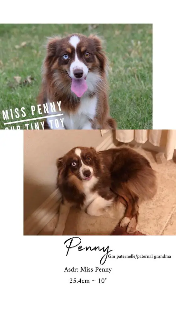 Miss Penny