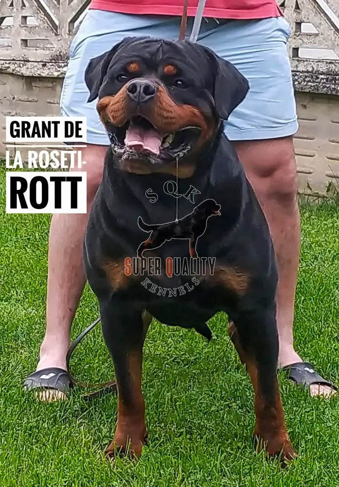 GRANT DE LA ROSETI-ROTT