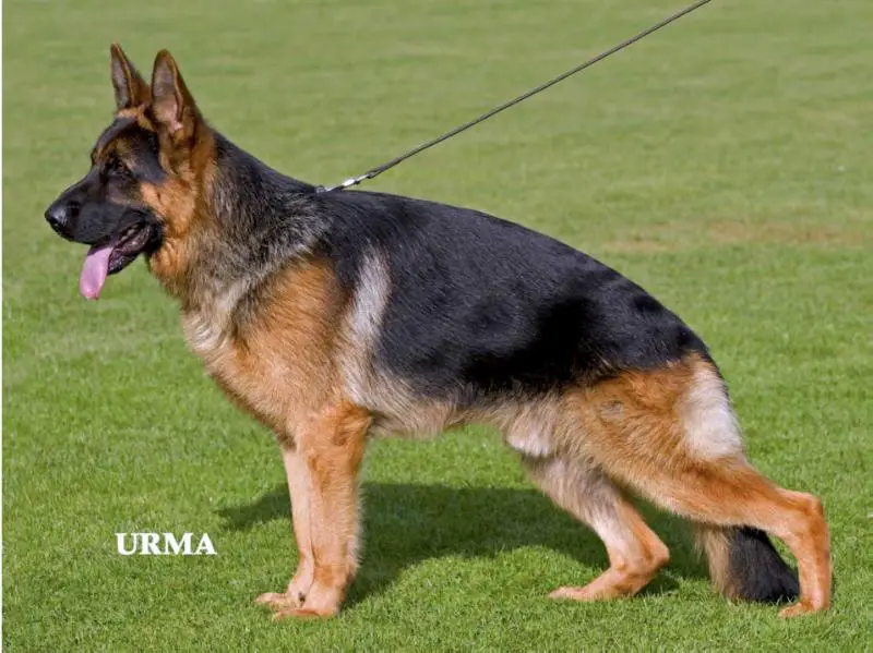 East germany german shepherd dog