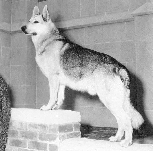 Rin Tin Tin II