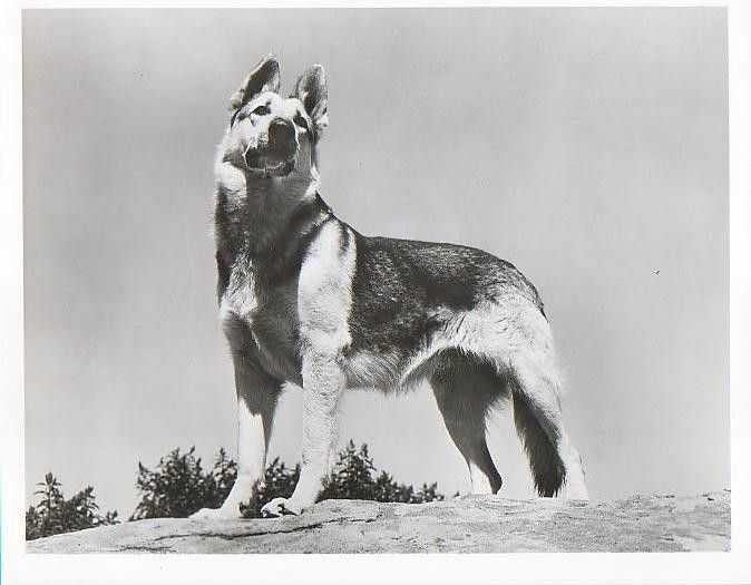 Rin Tin Tin IV