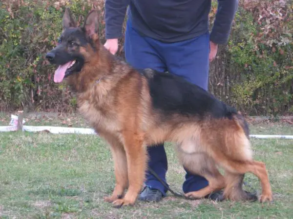  Scarcoptic Mange & Allergies – Southern ...