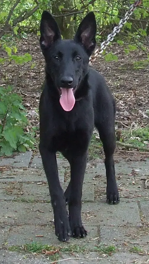 Gilly Van De Kepa Kennels