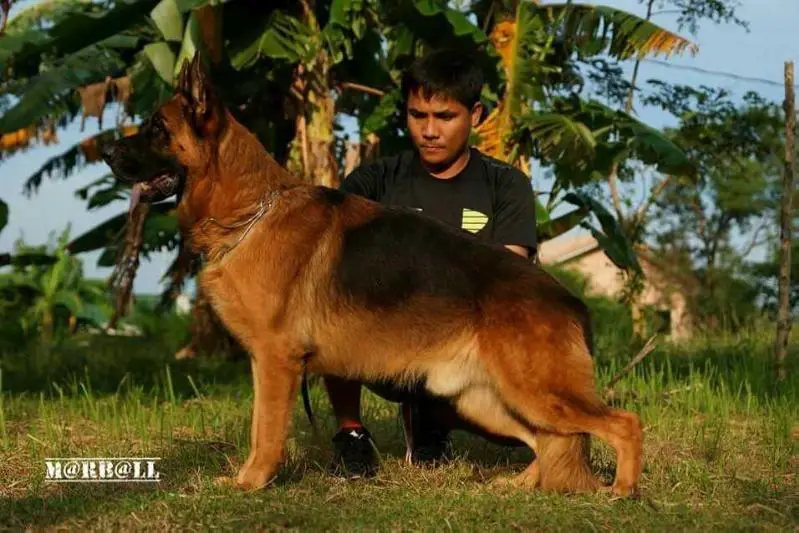 Maximus od Petkovica Maximus od Petkovica