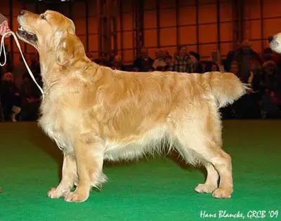 golden retriever pedigree database captain finn at steval jw golden retriever pedigree database captain finn at steval jw